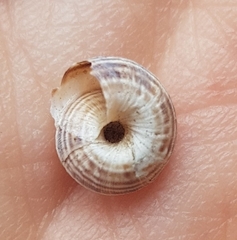 Xeroplexa intersecta