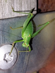 Leptophyes punctatissima