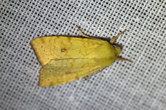 Xanthia icteritia