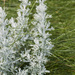 Sea Wormwood - Photo (c) Olivier PICHARD, some rights reserved (CC BY-SA)
