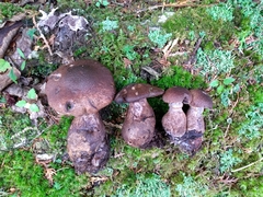 Cortinarius squamulosus
