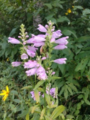 Physostegia