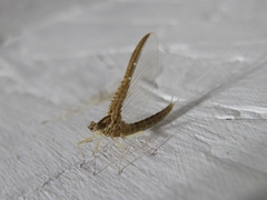 Callibaetis pictus