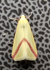 Rhodometra sacraria