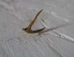 Callibaetis pictus