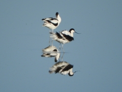 Recurvirostra avosetta