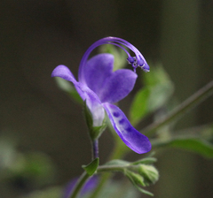 Trichostema dichotomum