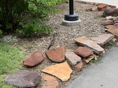 Geococcyx californianus