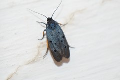 Ethmia aurifluella