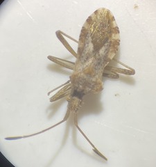 Centrocoris volxemi