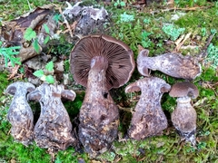 Cortinarius squamulosus