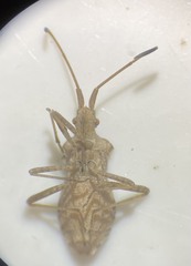Centrocoris volxemi