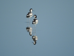 Recurvirostra avosetta