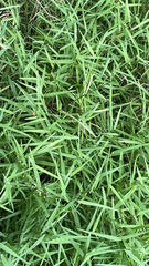 Leersia