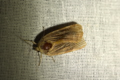 Noctua fimbriata