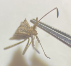 Centrocoris volxemi