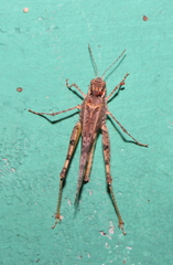 Acrotylus