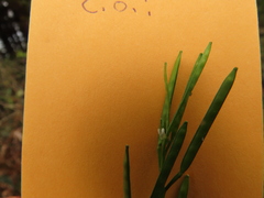 Cardamine oligosperma