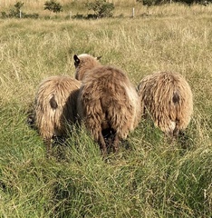 Ovis aries
