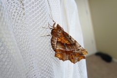 Selenia alciphearia