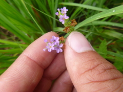 Heliotropium amplexicaule