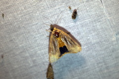 Noctua fimbriata