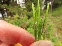 Cardamine oligosperma