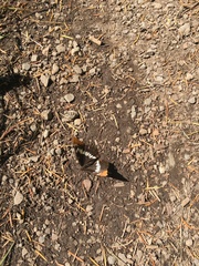 Limenitis lorquini