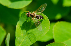 Allograpta hortensis