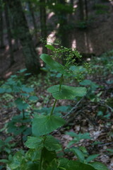 Smyrnium perfoliatum