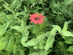 Zinnia peruviana