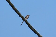 Aegithalos caudatus