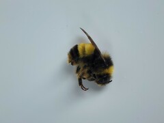 Bombus terricola