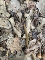 Storeria occipitomaculata