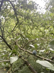 Prunus spinosa