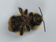 Bombus terricola