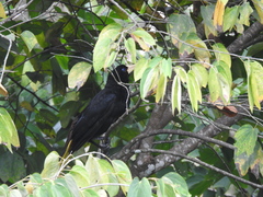 Psarocolius decumanus