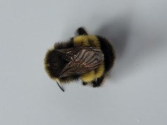 Bombus terricola