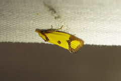 Agapeta zoegana