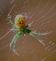 Mangora