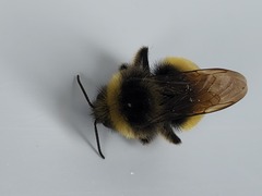 Bombus terricola
