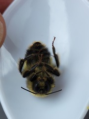 Bombus terricola