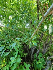Salix eriocephala