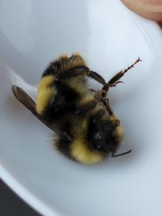 Bombus terricola