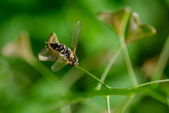 Allograpta hortensis