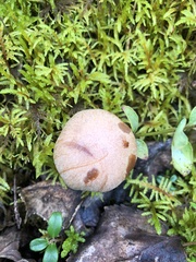Cortinarius caperatus