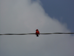 Pyrocephalus rubinus