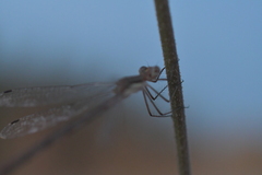 Lestes
