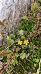 Halerpestes cymbalaria