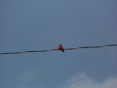 Pyrocephalus rubinus